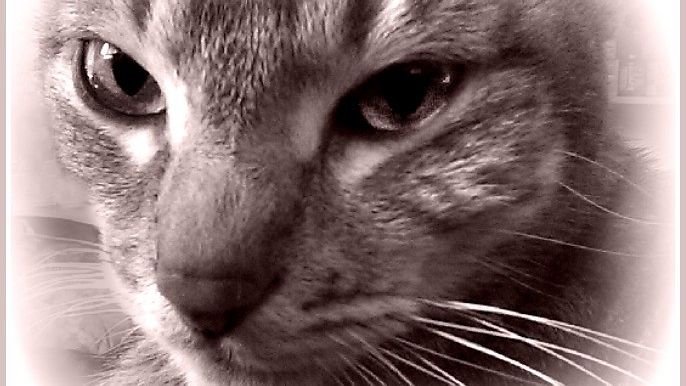 How Cats Sense Bad Energy - The Science of Feline Intuition