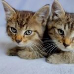 The Zodiac Signs Most Likely to Have Empathic Cats
