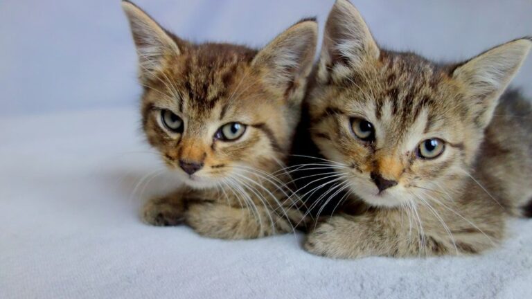 The Zodiac Signs Most Likely to Have Empathic Cats