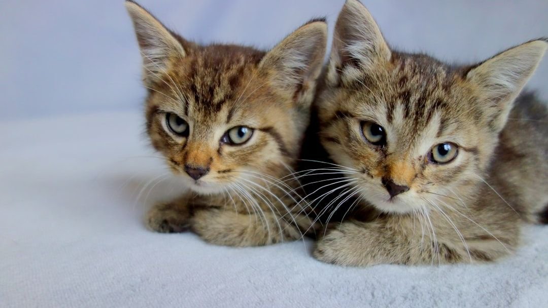 The Zodiac Signs Most Likely to Have Empathic Cats