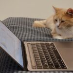 Why Cats Walk Across Your Laptop - It's Not About Attention