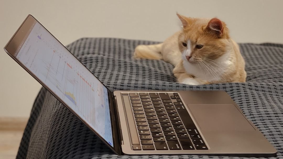 Why Cats Walk Across Your Laptop - It's Not About Attention