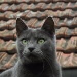 8 Cat Breeds That Thrive With Earth-Sign Owners