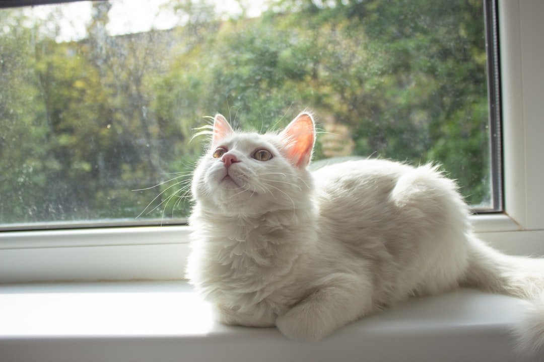 What Cats Teach Us About Stillness and Presence