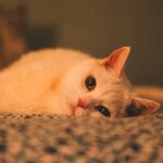 10 Emotional Ways Cats Say Goodbye - And How to Recognize Them
