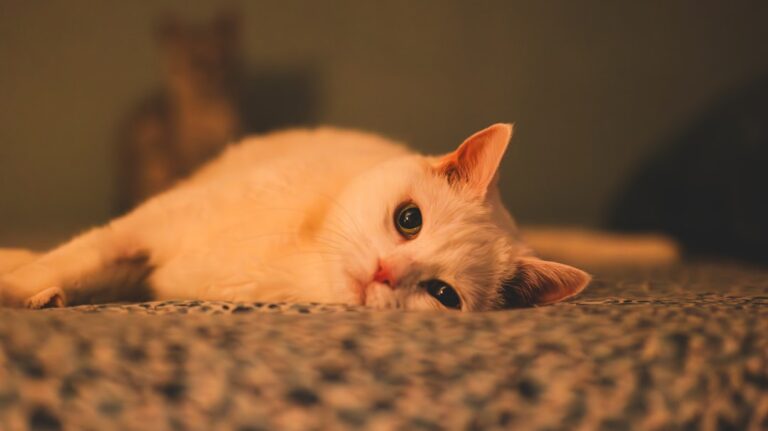10 Emotional Ways Cats Say Goodbye - And How to Recognize Them