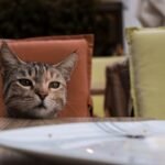 The Strange but Sweet Reason Cats Watch You Eat