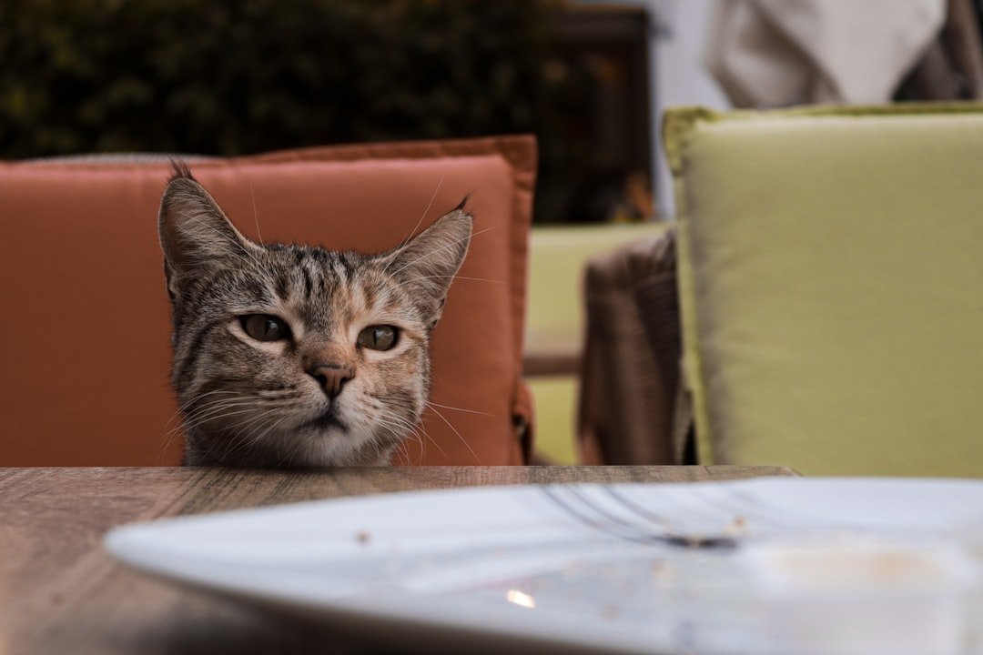 The Strange but Sweet Reason Cats Watch You Eat