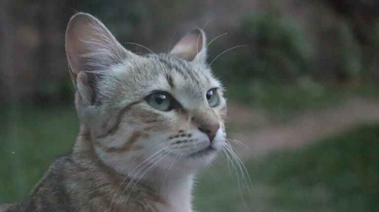 The Hidden Emotional Life of Cats No One Talks About