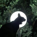 Why Your Cat Acts Differently During a Full Moon