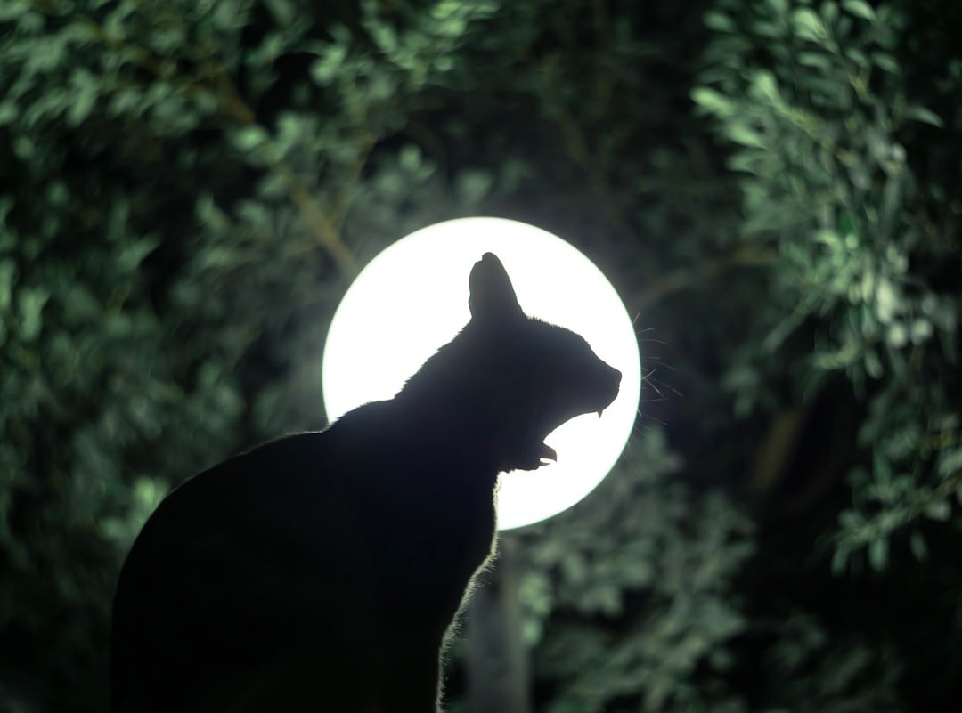 Why Your Cat Acts Differently During a Full Moon