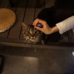 What Your Cat's Reaction to Strangers Reveals About You