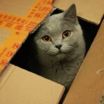 Why Cats Love Boxes - The Comfort Psychology Explained