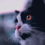 How Cats Pick Up on Relationship Tension Before You Argue