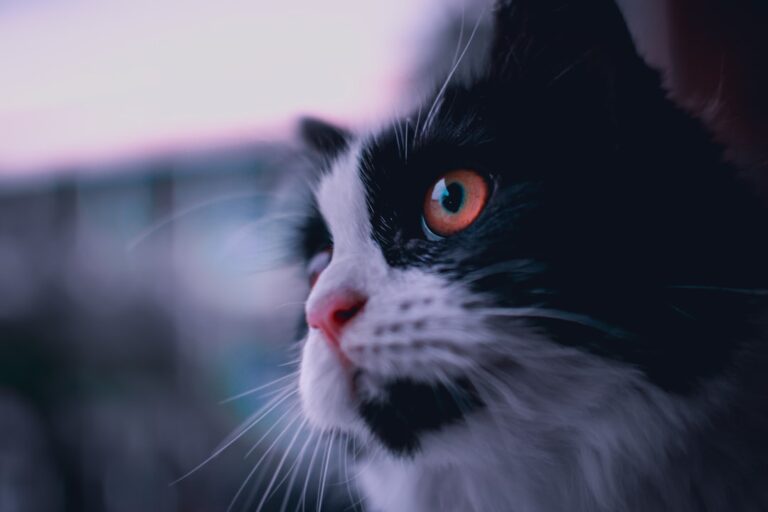How Cats Pick Up on Relationship Tension Before You Argue