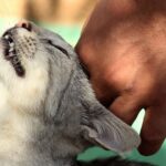 9 Signs Your Cat Has Imprinted on You for Life