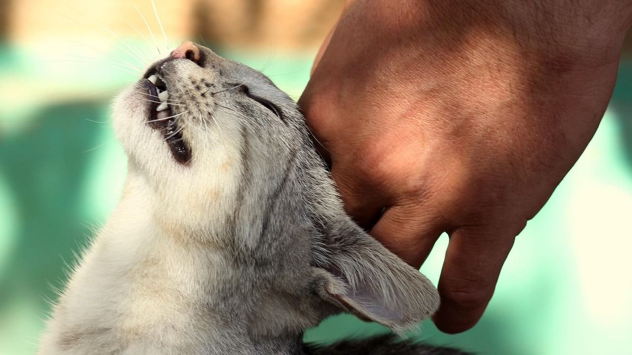 9 Signs Your Cat Has Imprinted on You for Life