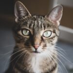 Why Cats Suddenly Stare Into Your Soul - The Science of Silent Connection