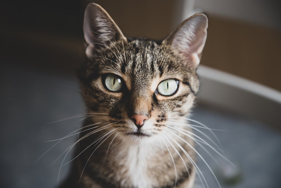 Why Cats Suddenly Stare Into Your Soul - The Science of Silent Connection