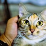 7 Ways Cats Sense Heartbreak Before You Even Shed a Tear
