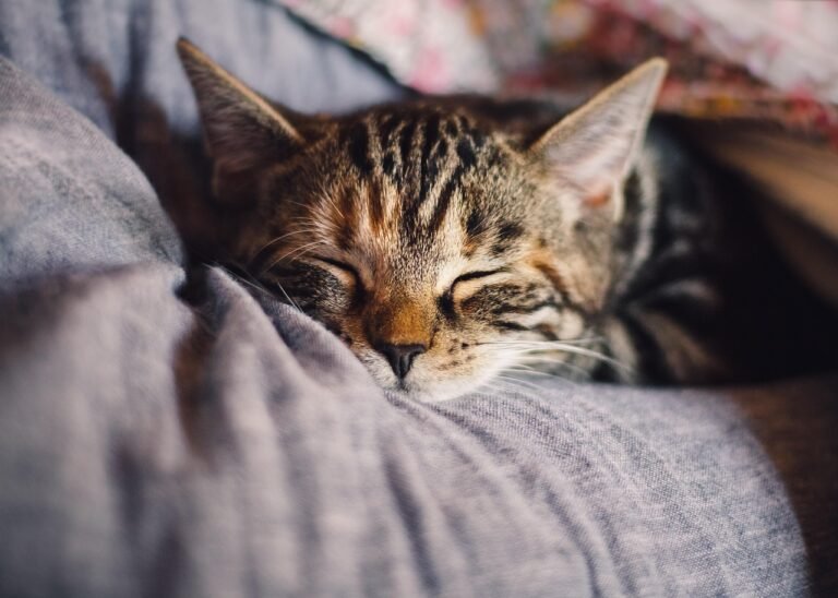 The Hidden Meaning Behind Cats Sleeping on Your Chest Every Night