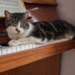 10 Times Cats Reacted to Music - And What That Says About Their Mood