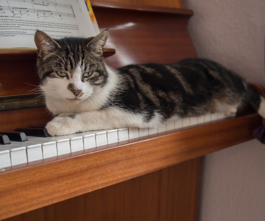 10 Times Cats Reacted to Music - And What That Says About Their Mood