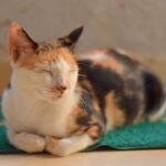 Why Cats Appear During Meditation (Even When They Were Nowhere Nearby)