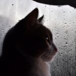 The Strange Comfort Cats Feel During Thunderstorms - Explained by Experts