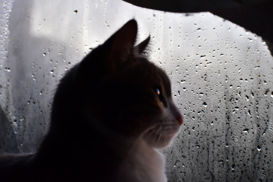 The Strange Comfort Cats Feel During Thunderstorms - Explained by Experts