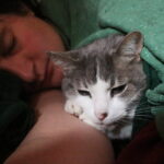 Why Some Cats Choose to Sleep Beside Your Head - Not Your Feet