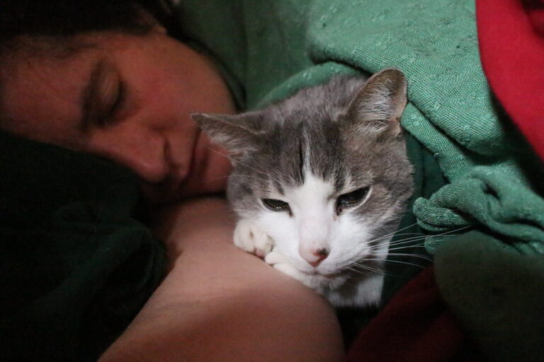 Why Some Cats Choose to Sleep Beside Your Head - Not Your Feet