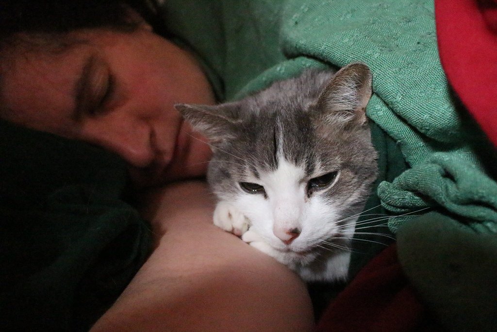 Why Some Cats Choose to Sleep Beside Your Head - Not Your Feet