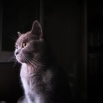 Why Cats Gaze at the Moon - Ancient Myths Meet Modern Behavior