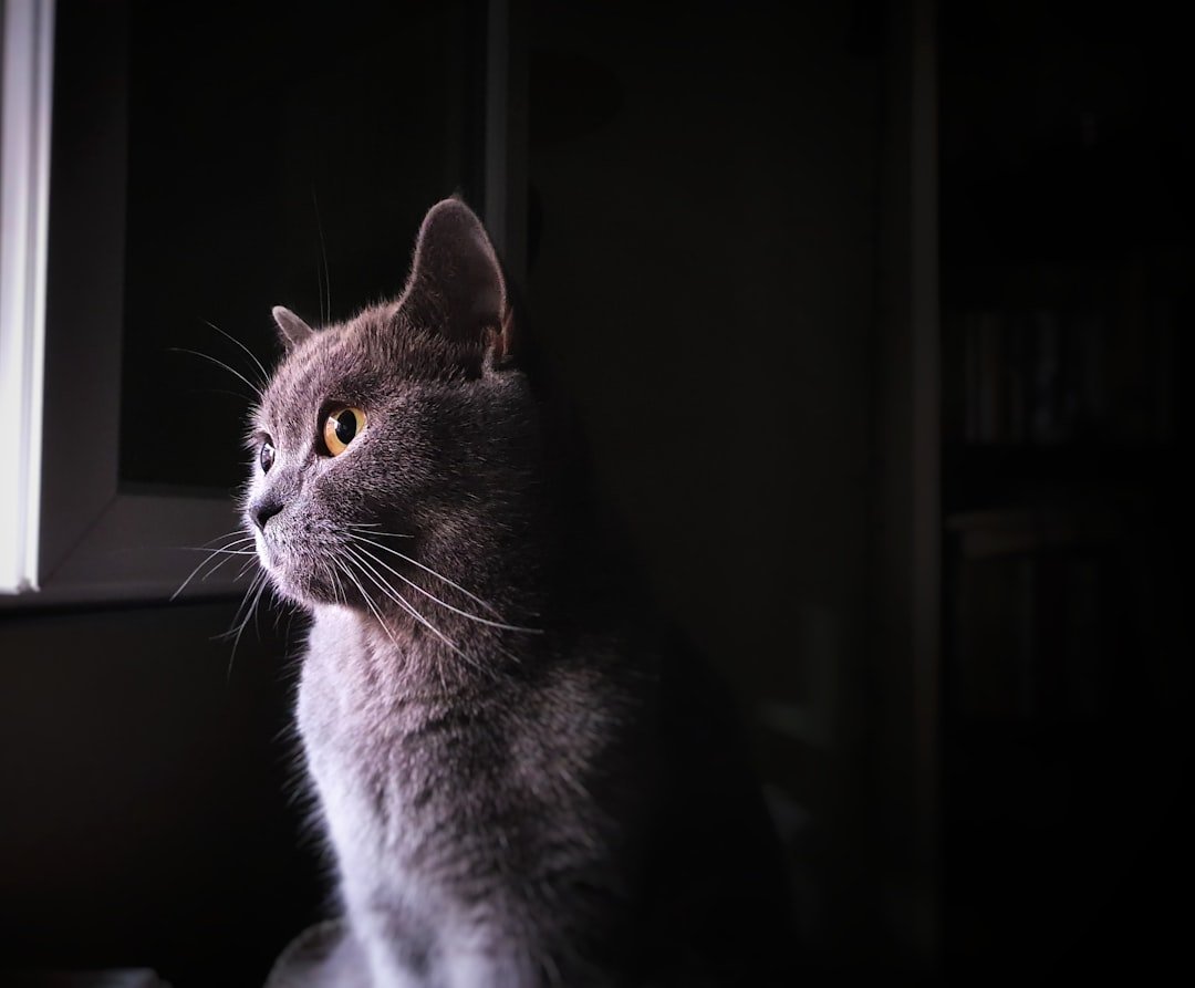 Why Cats Gaze at the Moon - Ancient Myths Meet Modern Behavior