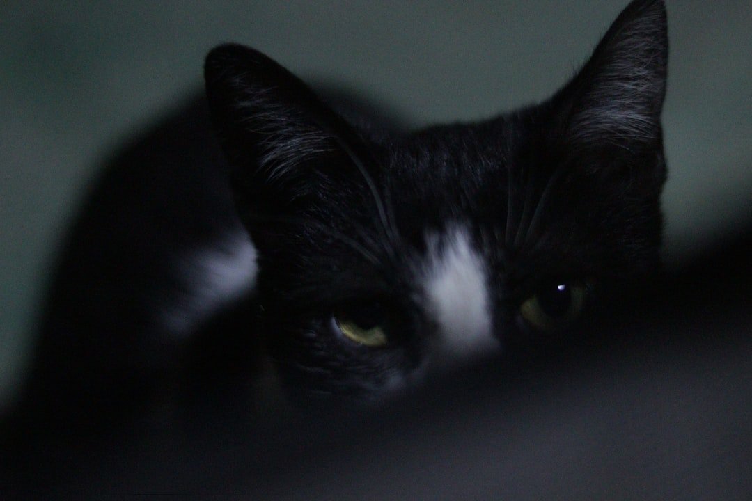 The Secret Reason Cats Wake You at 3 a.m. - And It's Not Just Hunger