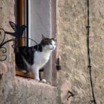 What Your Cat's Favorite Window Spot Says About Its Inner World