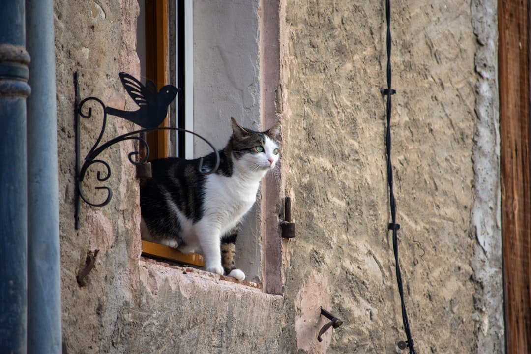 What Your Cat's Favorite Window Spot Says About Its Inner World