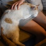 When a Cat Sleeps on You - The Emotional Meaning Behind It