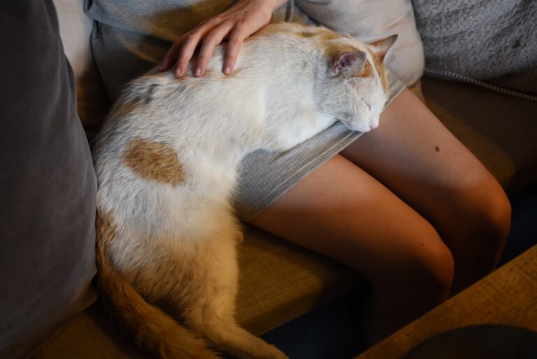 When a Cat Sleeps on You - The Emotional Meaning Behind It