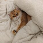 Why Blankets Are Important for Your Cat