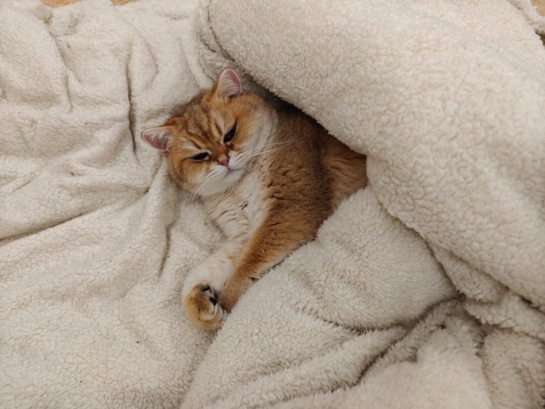 Why Blankets Are Important for Your Cat
