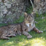 The 8 Most Elusive Wild Cats in the World