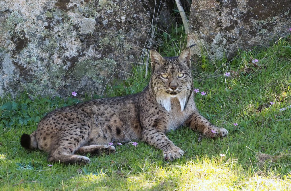 The 8 Most Elusive Wild Cats in the World