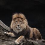 8 Wild Animals That Could Defeat a Lion