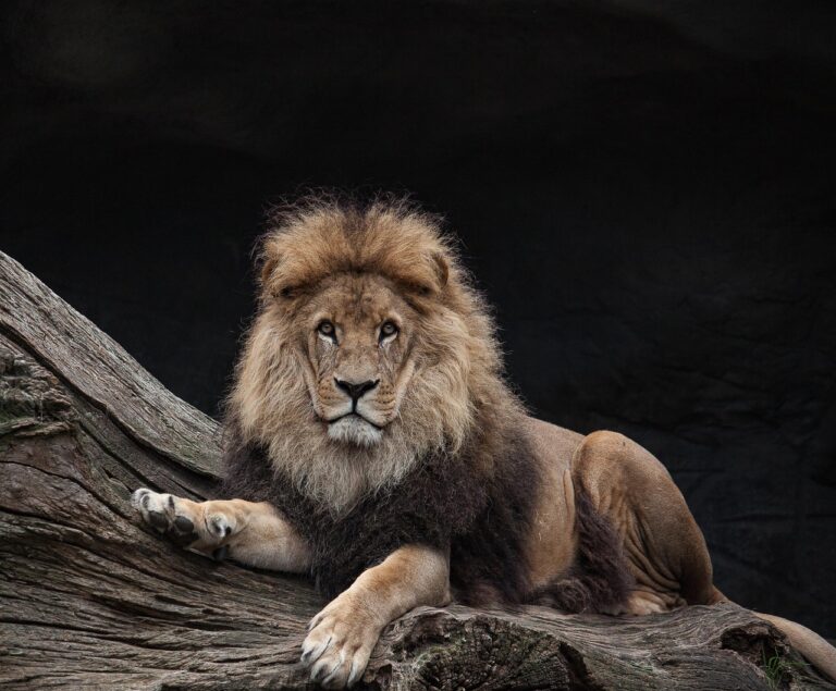 8 Wild Animals That Could Defeat a Lion