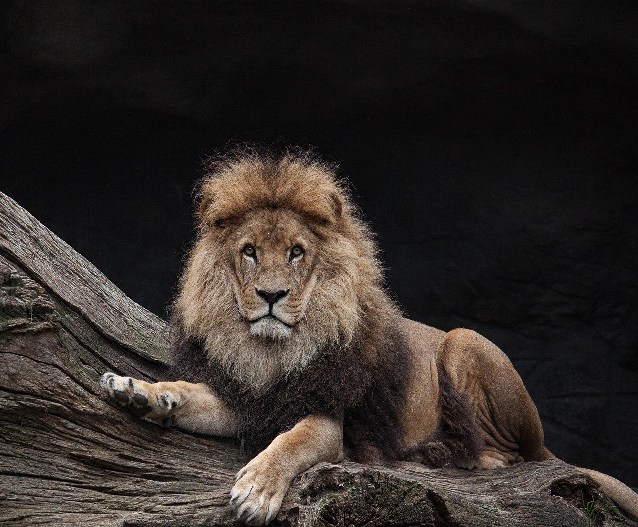 8 Wild Animals That Could Defeat a Lion