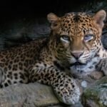 8 Facts About The Critically Endangered Javan Leopard