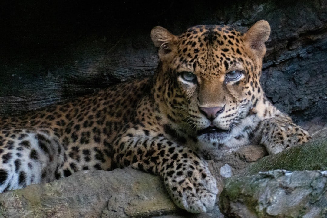 8 Facts About The Critically Endangered Javan Leopard