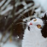 The 6 Most Common Winter Hazards for Cats